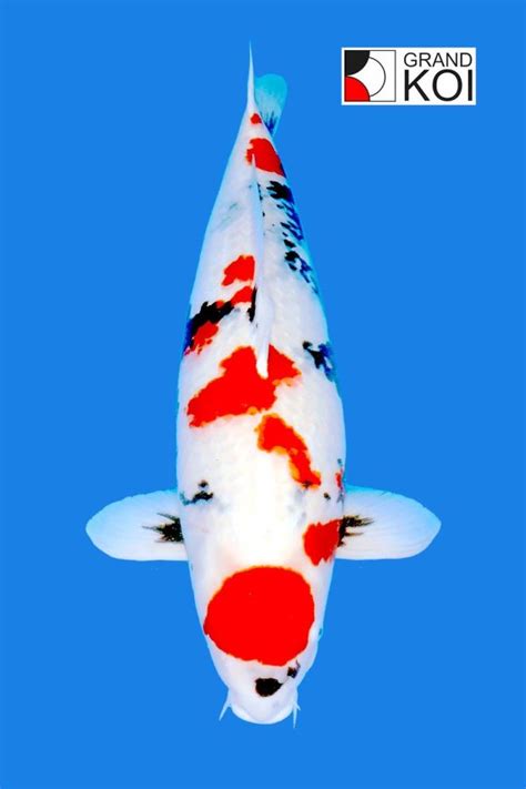 maruten on a guy shimasu|14.5” Imported Maruten Sanke .